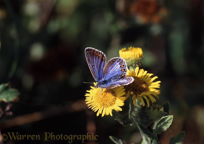 Common Blue Butterfly (Polyommatus icarus) female feeding on Fleabane (Pulicaria dysenterica)