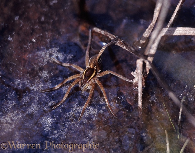 Raft Spider (Dolomedes fimbriatus) female with feet on water surface waiting for prey.  September.  Europe