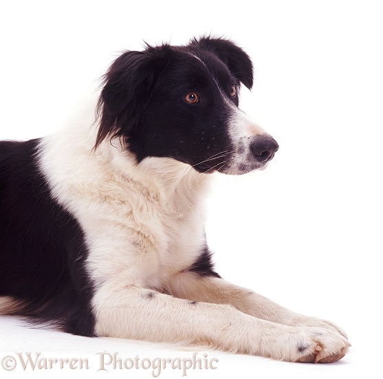 Black-and-white Border Collie bitch Phoebe, white background