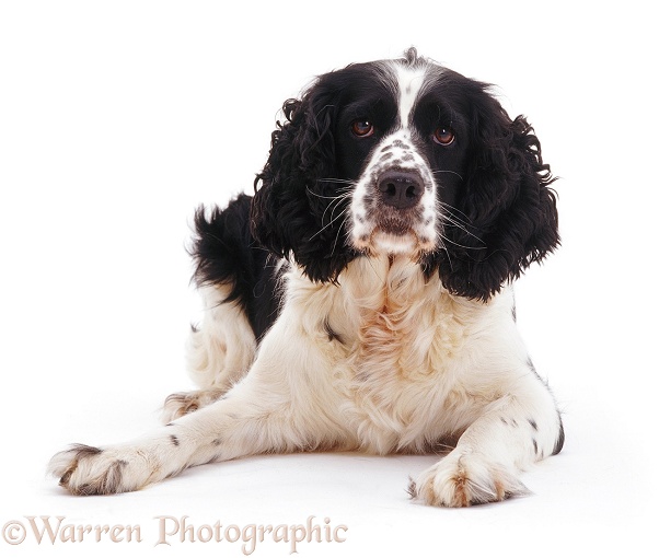 English Springer Spaniel lying with head up, white background