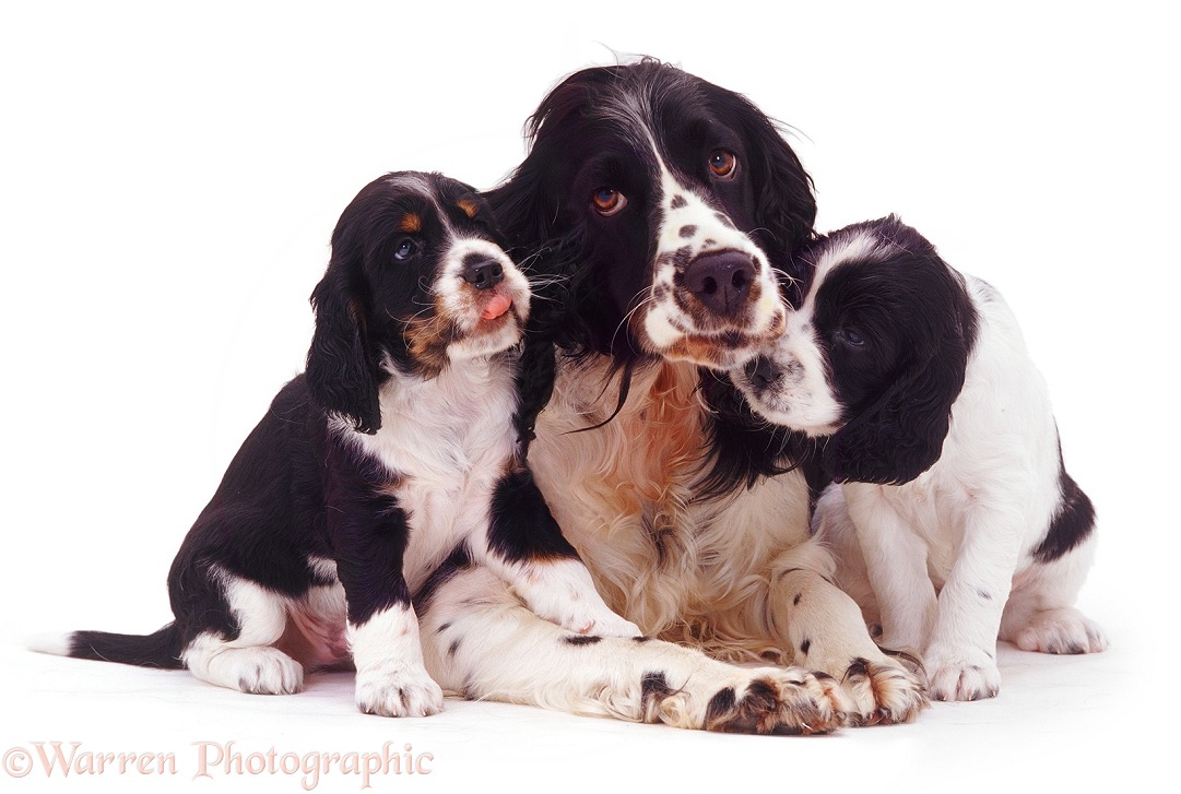 English Springer Spaniel mother and pups, white background