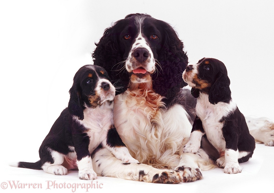 English Springer Spaniel mother and pups, white background