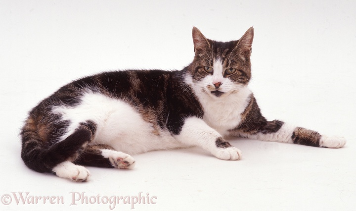 Elderly Tabby-and-white cat Leo lying down, white background