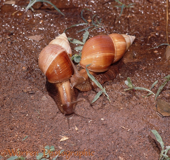 African Giant Snails (Achatina species) emerging during the rainy season.  Africa