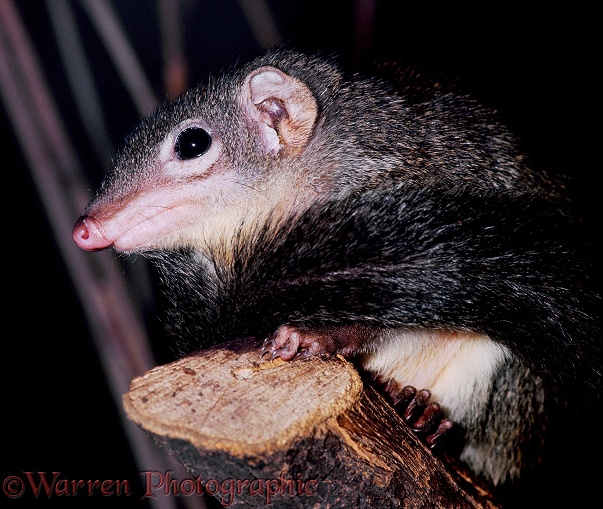 Tree Shrew (Tupaia glis).  South east Asia