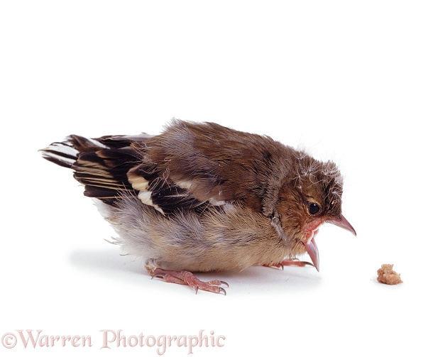 Chaffinch (Fringilla coelebs) fledgling looking at food but unable to feed itself.  Europe, Asia, white background