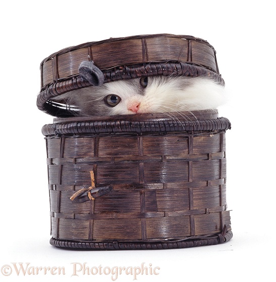 Fluffy kitten in a basket, white background