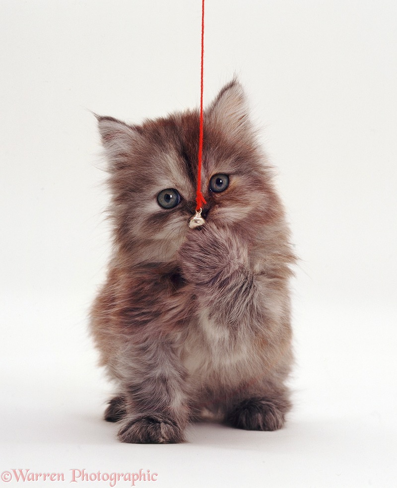 Fluffy kitten clutching a bell on a string, white background