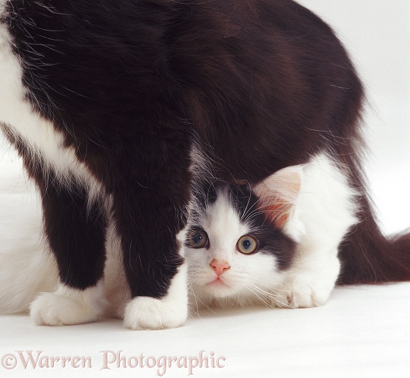 Black-and-white kitten Fauna, 10 weeks old, peeping through her mother's legs, white background