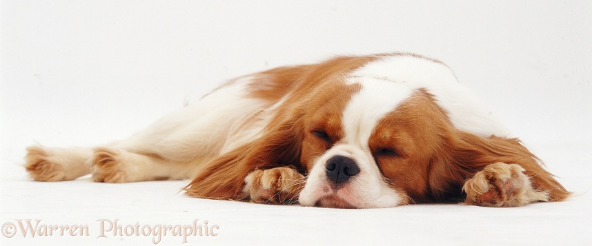 Blenheim Cavalier King Charles Spaniel bitch Poppy lying with her chin on the floor, white background