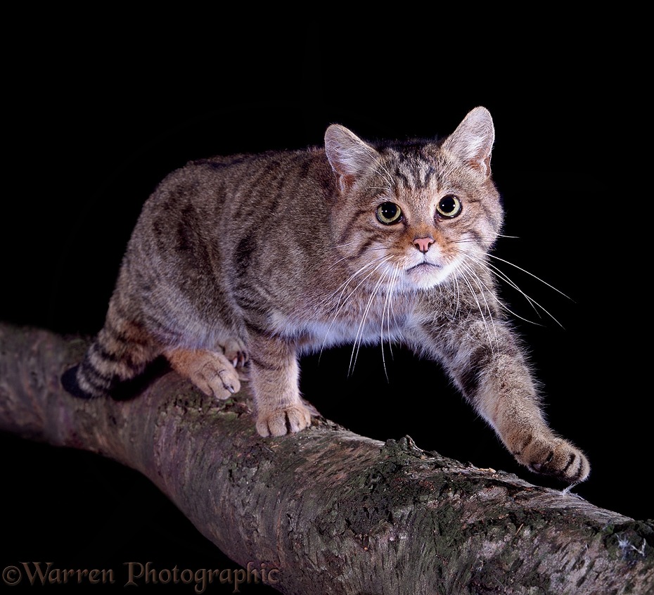 European Wild Cat (Felis silvestris) stalking along a birch branch at night.  Europe