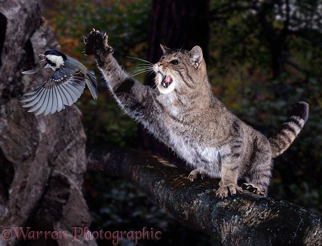 European Wild Cat (Felis silvestris) taking a swipe at a Coal Tit (Parus ater).  Europe