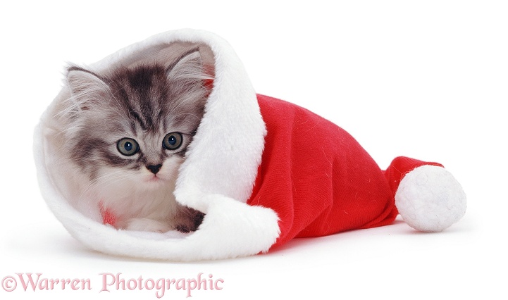 Kitten in a Father Christmas hat, white background