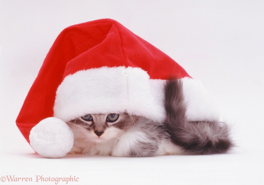 Kitten in a Father Christmas hat, white background