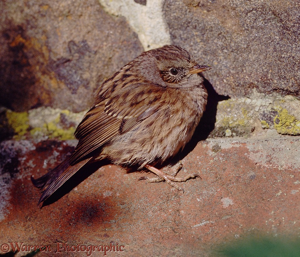 Hedge Sparrow or Dunnock (Prunella modularis) with feathers fluffed in winter sunshine.  Europe