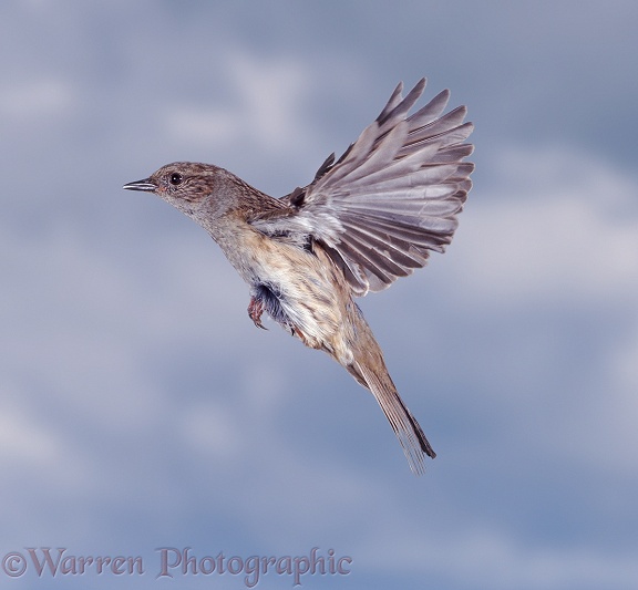 Hedge Sparrow or Dunnock (Prunella modularis)  in flight