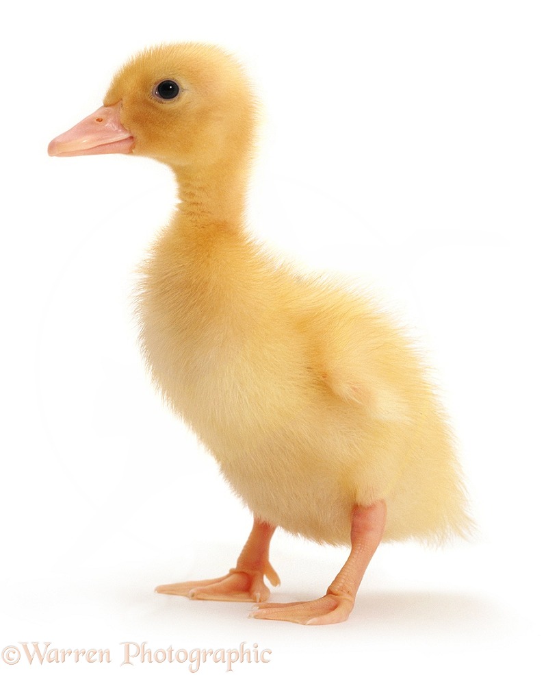 Yellow duckling, 6 days old, white background