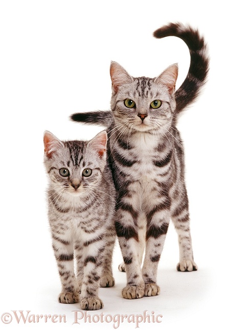 Silver tabby mother cat Zelda with her spotted kitten Zap, white background