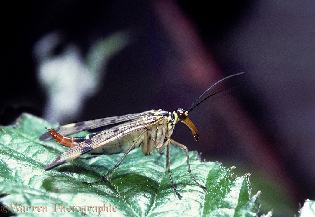 Scorpion Fly (Panorpa communis) female.  Europe