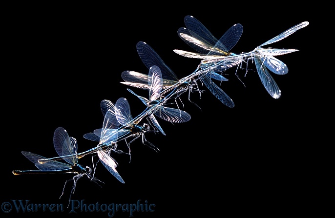 Beautiful Demoiselle Damselfly (Calopteryx virgo) female in flight.  Eight images at 15 millisecond intervals.  Europe