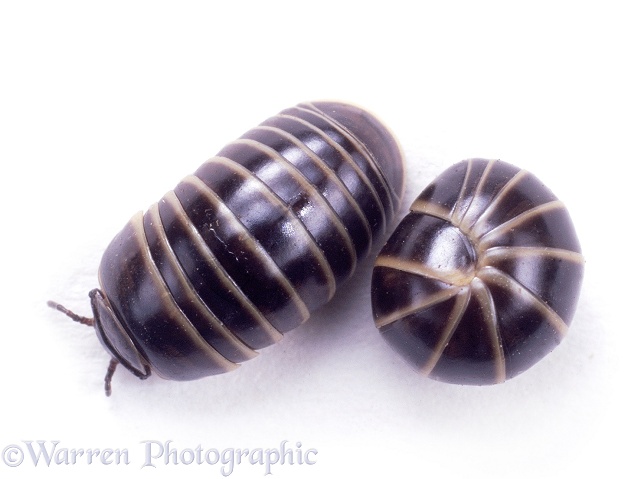 Pill Millipede (Glomeris species) curled and extended, white background