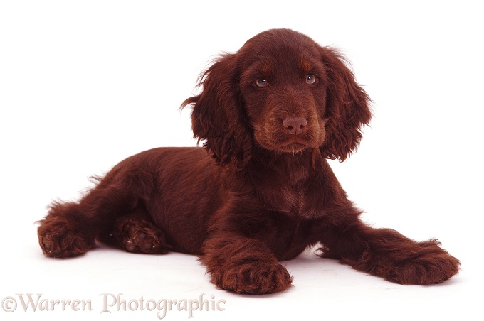Chocolate Cocker Spaniel pup Britney, 14 weeks old, white background