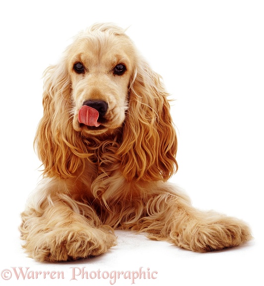 Golden Cocker Spaniel bitch Bee lying head up licking her nose, white background