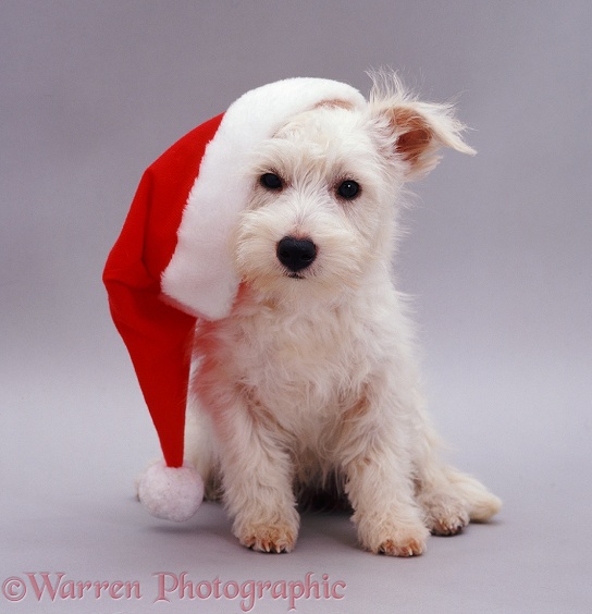 West Highland White Terrier pup Amber, 5 months old, in a Father Christmas hat