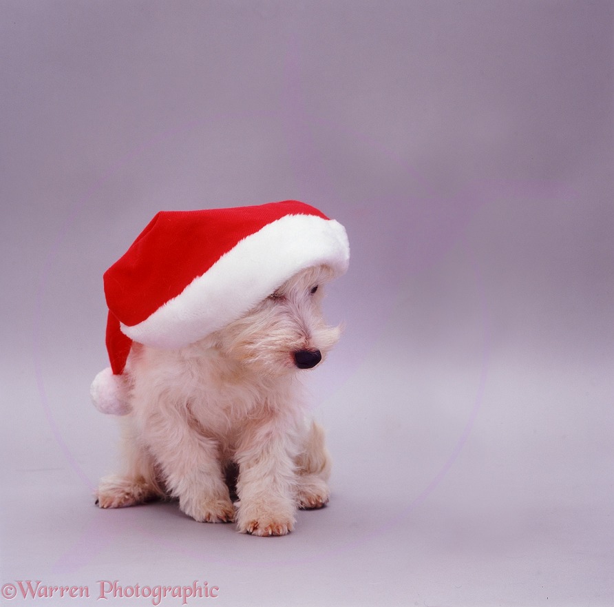 West Highland White Terrier pup Amber, 5 months old, in a Christmas hat