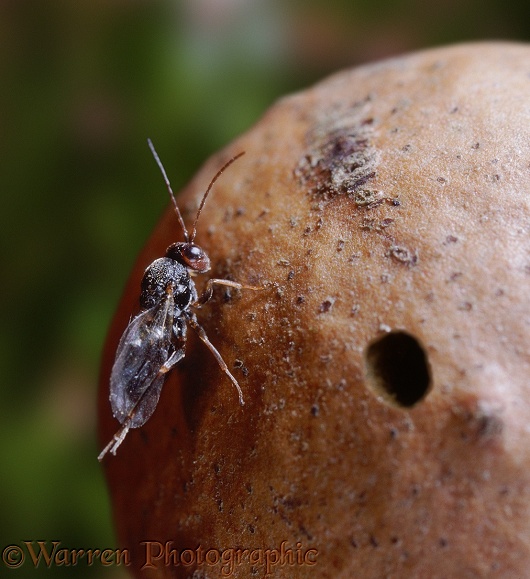 Oak Marble Gall Wasp (Andricus kollari) cleaning its wings after emerging from gall