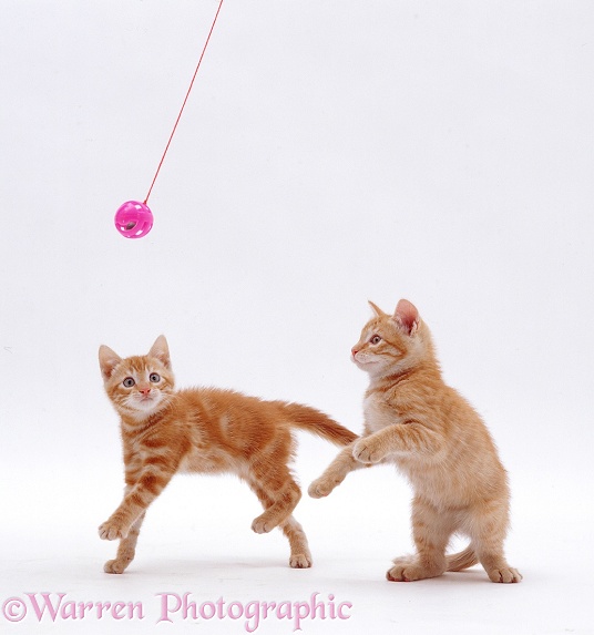 Playful ginger kittens, white background