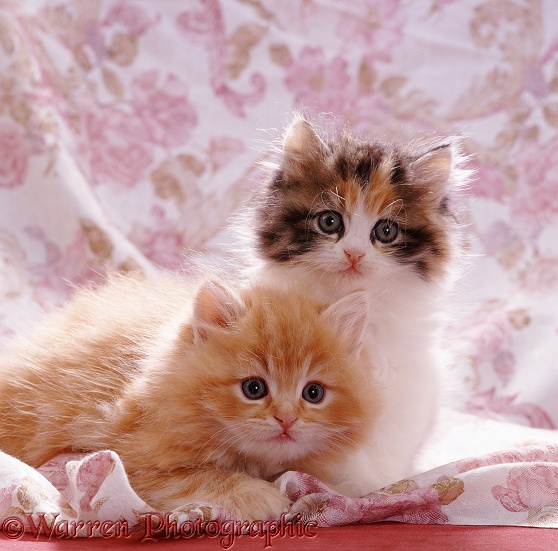 Portrait of red and tortoiseshell-and-white Persian-cross kittens (Cosmos x Specs). 8 weeks old