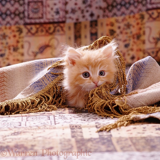 Portrait of red Persian-cross kitten, 8 weeks old, (Cosmos x Specs) playing under a fringed cover