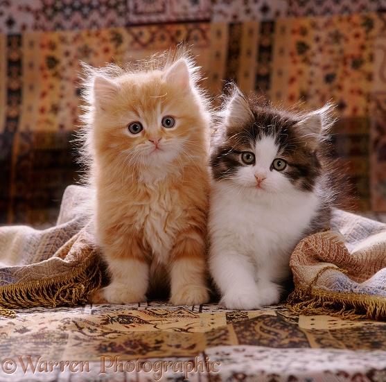 Portrait of red and Tabby-and-white Persian-cross kittens (Cosmos x Specs). 8 weeks old