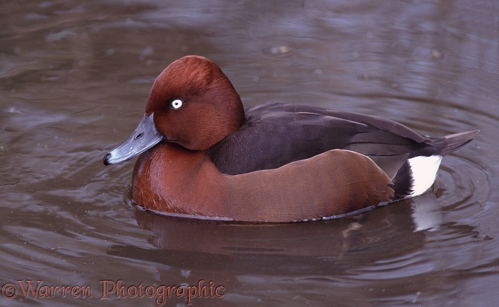 Ferruginous Duck (Aythya nyroca) male.  Europe, Asia