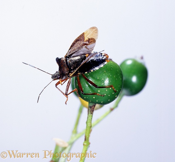 Forest Shield Bug (Pentatoma rufipes) exercising wings before take-off.  Europe, white background