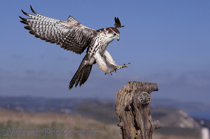 Saker Falcon (Falco cherrug) alighting