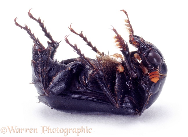Sexton Beetle (Necroporus humator) lying on its back, shamming dead, white background