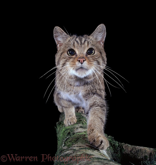 Scottish Wild Cat (Felis silvestris grampia) stalking along a birch branch