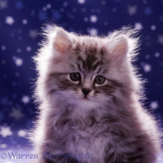 Portrait of fluffy silver tabby kitten (Cosmos x Specs), 7 weeks old