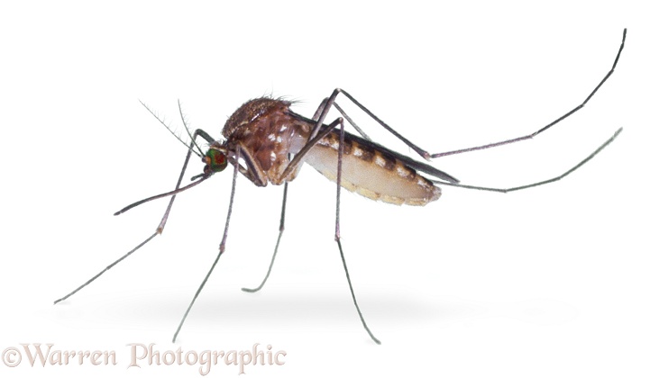 Mosquito (Culex pipiens), white background