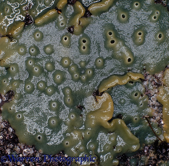 Breadcrumb Sponge (Halichondria panicea) on a rock at low tide.  Atlantic coasts