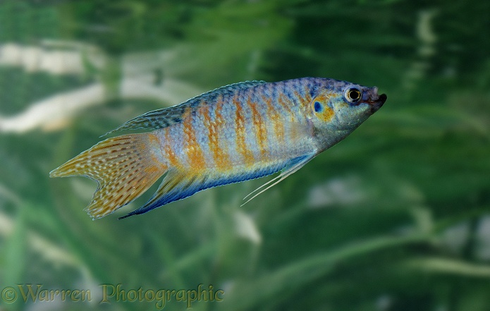 Paradise Fish (Macropodus opercularis).  S.E. Asia