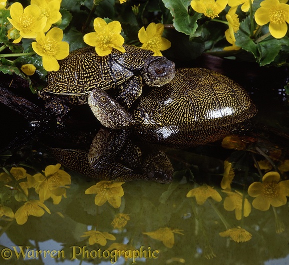Pair of European Pond Turtles (Emys orbicularis) hauled out on a log, male on top