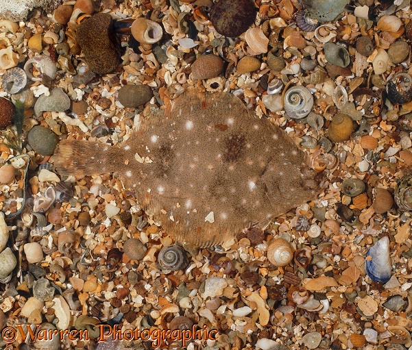 Plaice (Pleuronectes platessa) camouflaged on shelly gravel.  Atlantic coasts