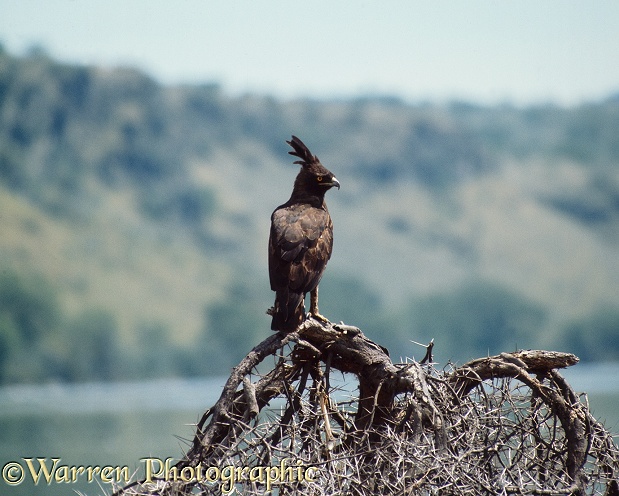 Long-crested Eagle (Lophoaetus occipitalis).  Africa