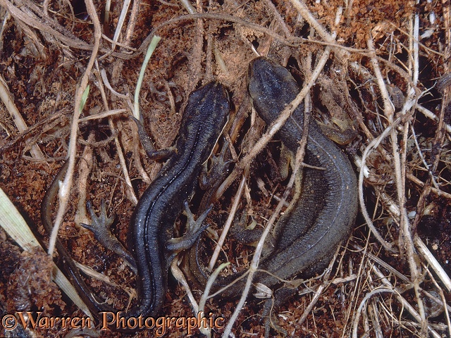Common Newts (Triturus vulgaris) hibernating among grass roots beneath a log. 