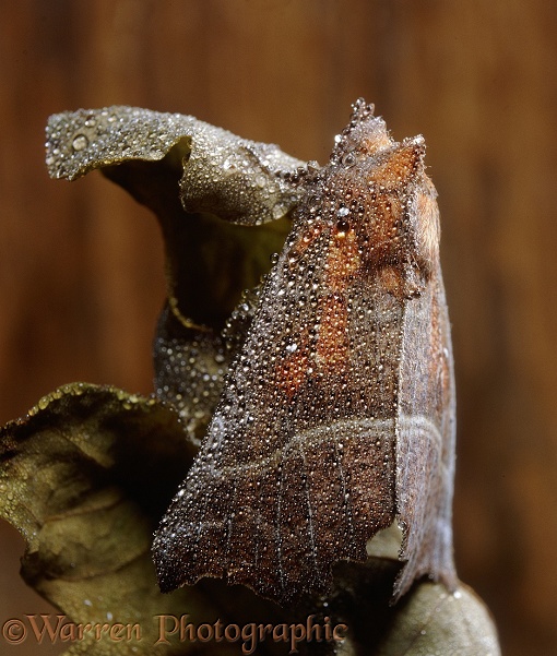 Herald Moth (Scoliopteryx libatrix), dew-covered, hibernating in a damp tree hollow.  Europe