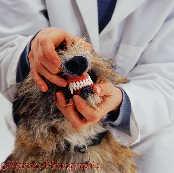 Vet examining a dog's teeth, white background