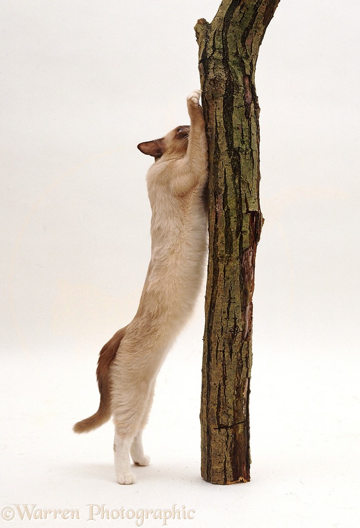 Colourpoint Bengal-cross cat stropping on a vertical post, white background